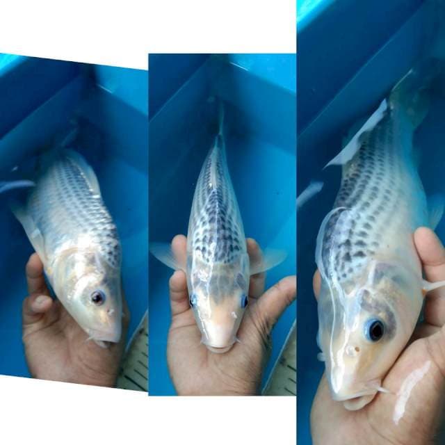 PUNUKK