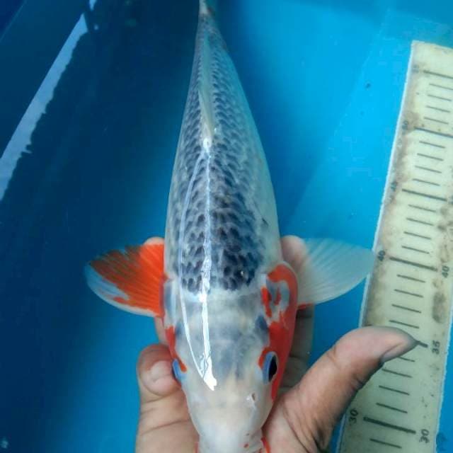 MALE SZ 35 CM