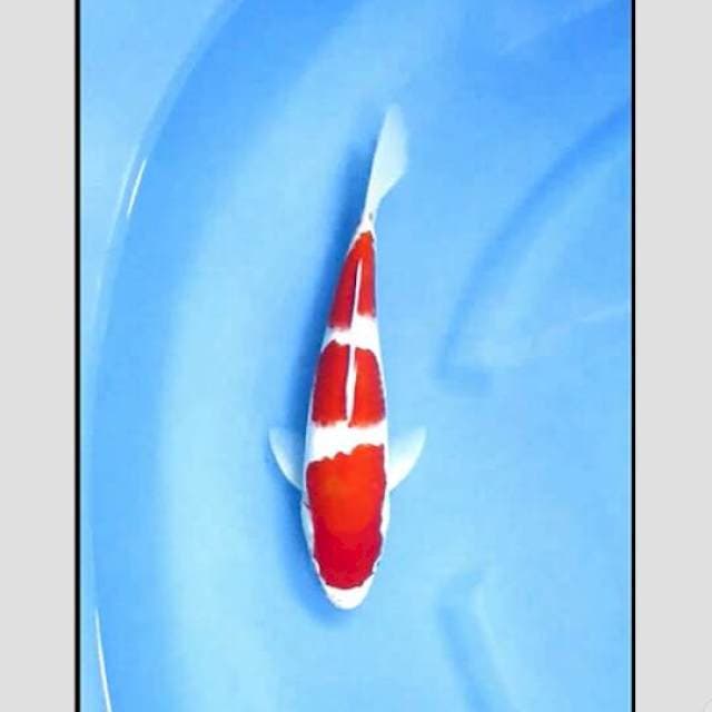 *LELANG KILAT* Kohaku super 25cm