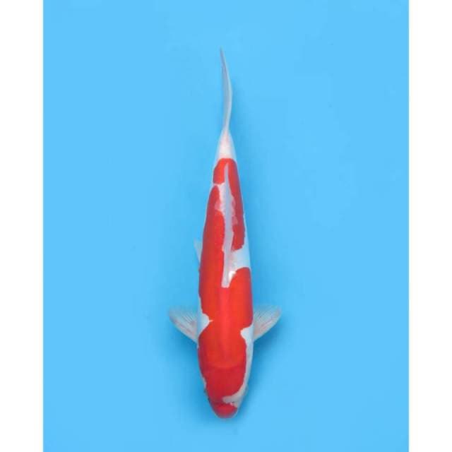Inazuma Kohaku Doitsu Murni - 33cm