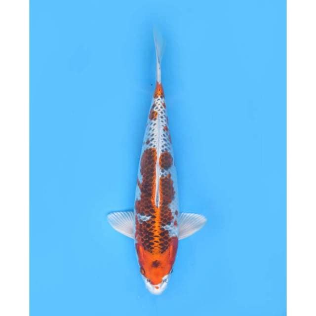 Kujaku - 34cm