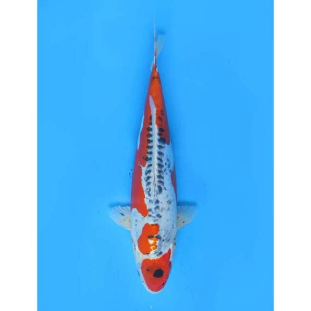 Jumbo Maruten Benikiko - 38cm