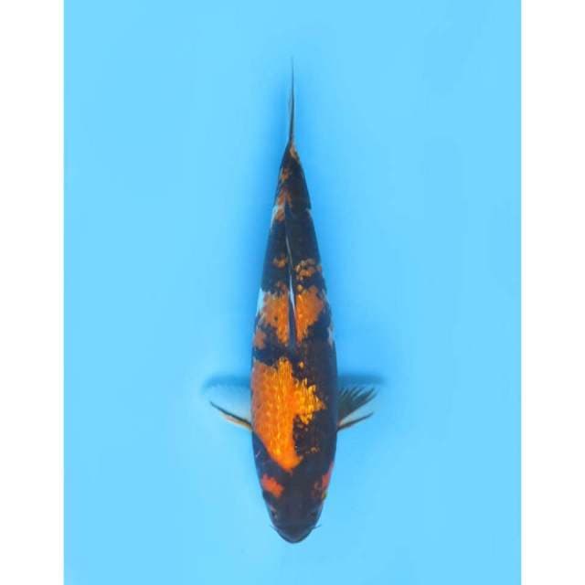 Hi Showa Full Ginrin - 40cm