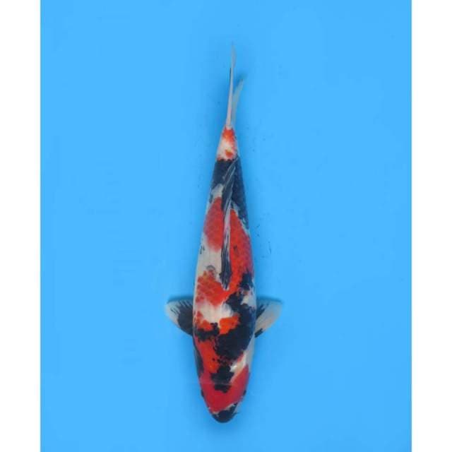 Showa Sanshoku Original - 34cm 