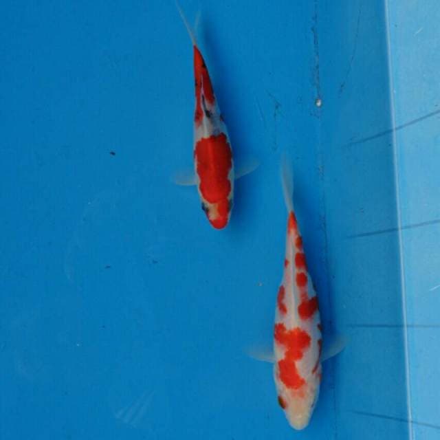 Duo Kohaku, Sanke F1