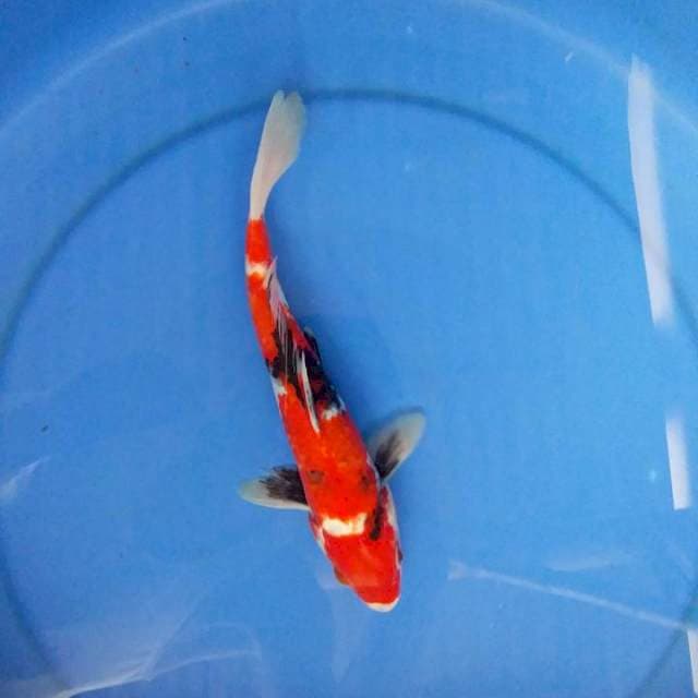 showa tategoi 25cm