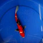 showa tategoi 25cm