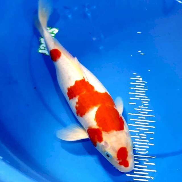 Kohaku fm 36 cm