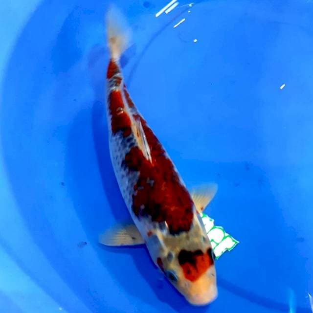 Ghosiki 32 cm fm