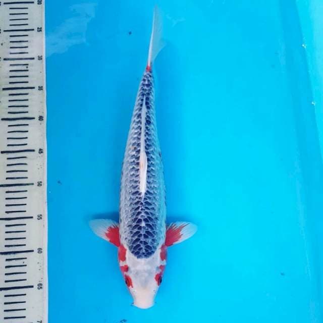 ASAGI 45CM MERAH SAMPING