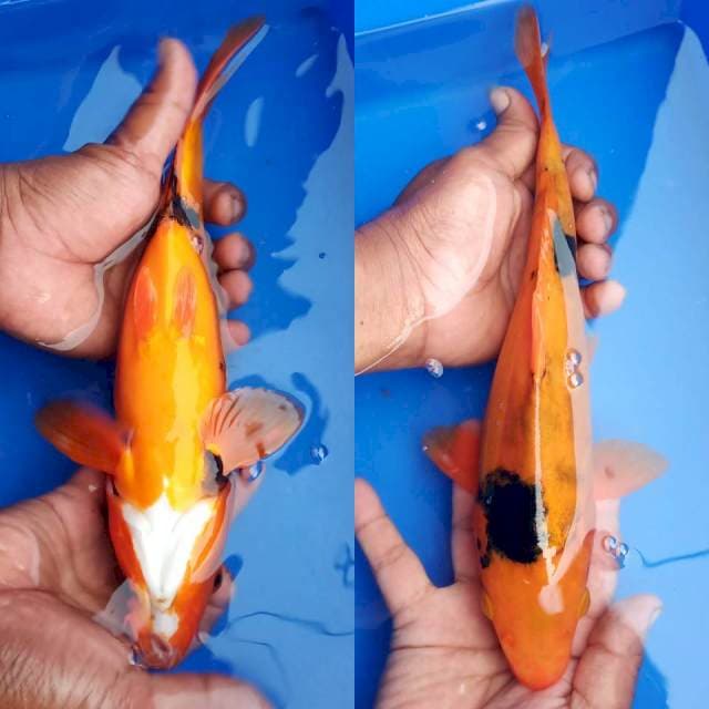 Antik 30cm