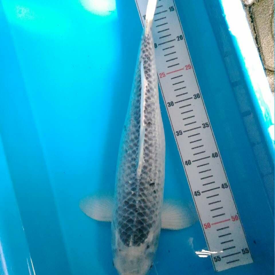 Asagi 47 cm