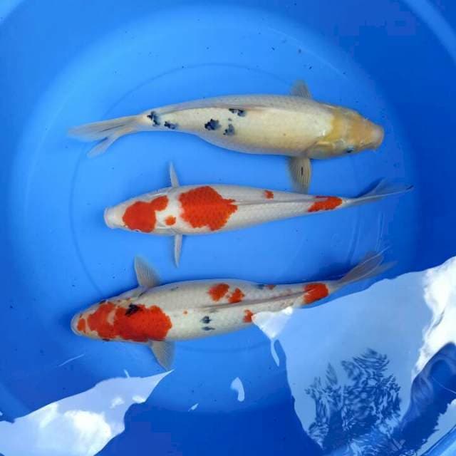 Mix Koi 40cm