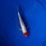 baby tancho doit murni ori 17cm