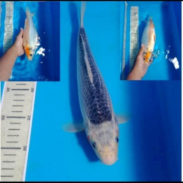 Asagi, male 31 cm