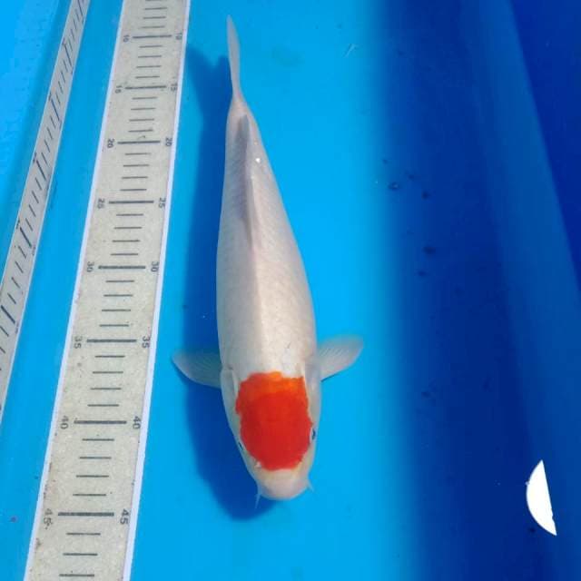 Tancho Kohaku, 32 cm