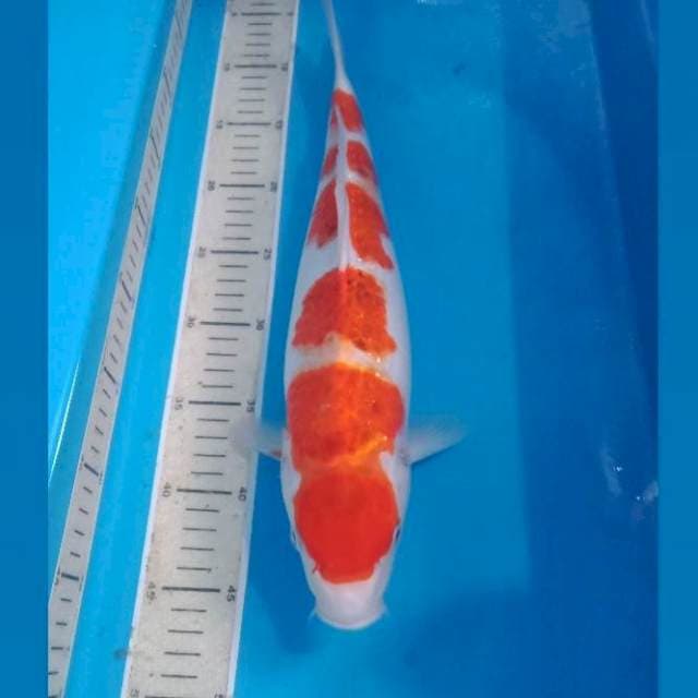 Ai Goromo, 39 cm