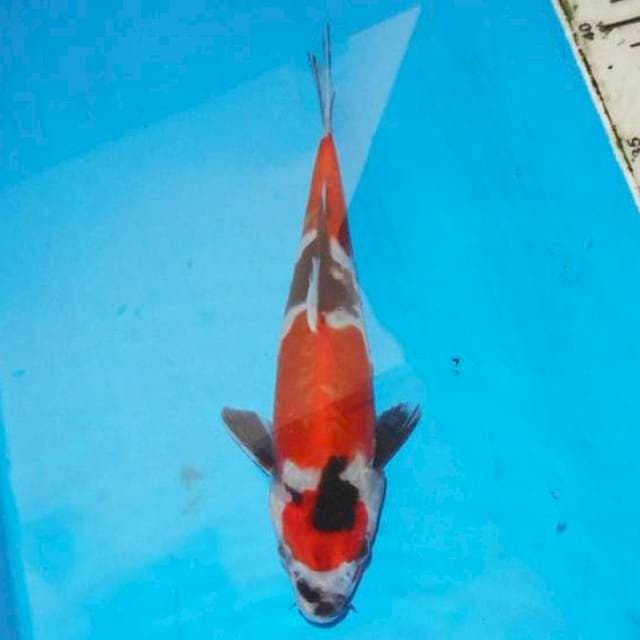 23 cm Showa doitsu 