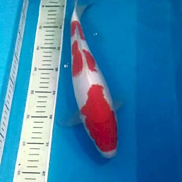 Kohaku, 36 cm