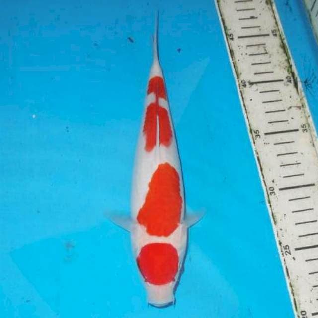 26 cm marutent kohaku