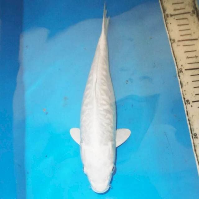 Platinum aragoke 25 cm 