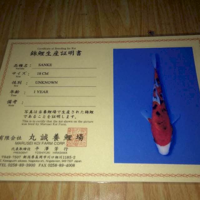 Sanke (Marusei) 18cm.  Import dan Sertifikat