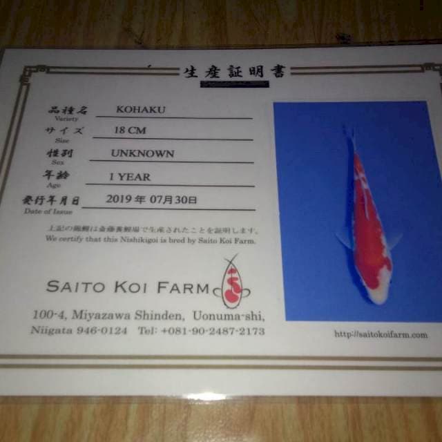 Kohaku(Saito) 18cm. Import dan Sertifikat