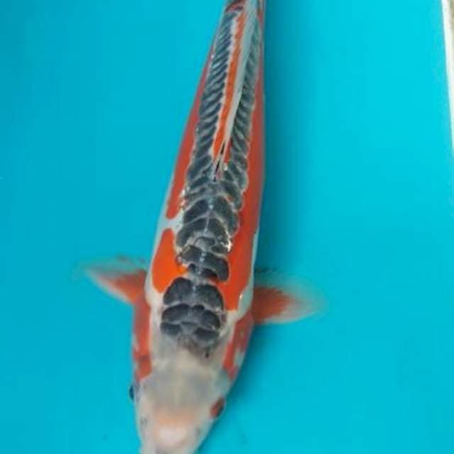 Shusui 38 cm