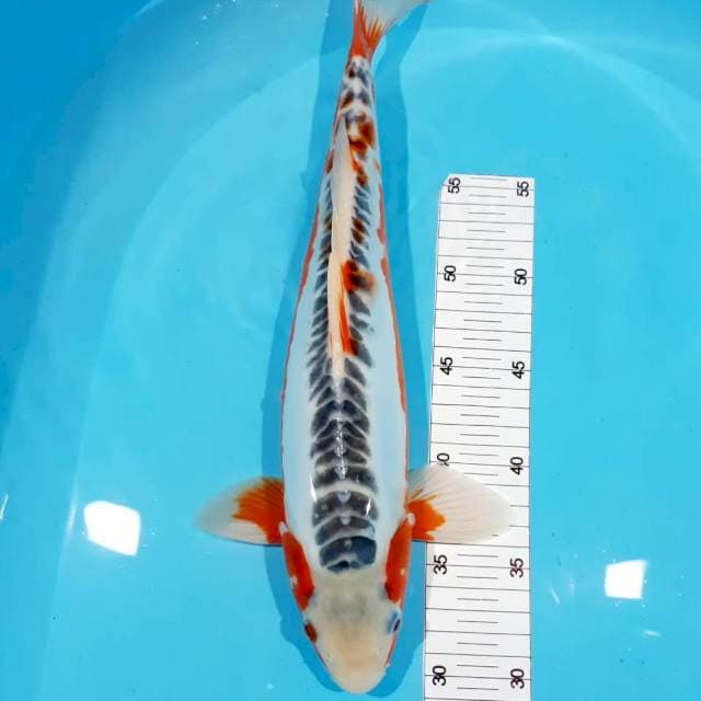Shusui male 38cm