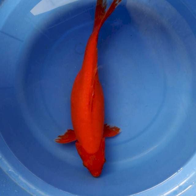 Benigoi doitsu 35cm