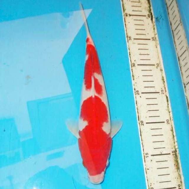 KOHAKU