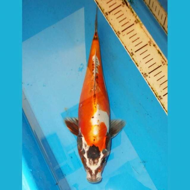 BENY KIKOKURYU
