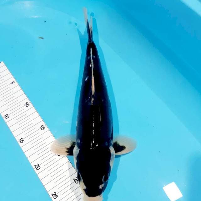 Kumon male 34cm