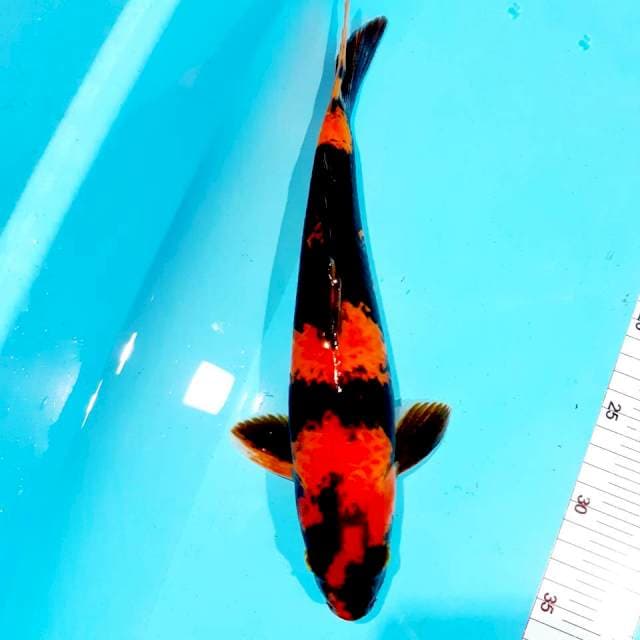 Utsury male 32 cm