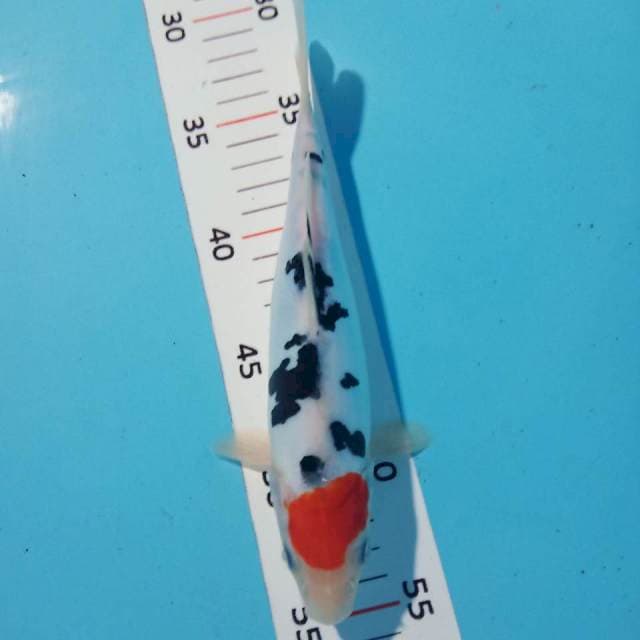 Tancho sanke 24cm