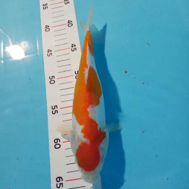 Kohaku doit 26cm