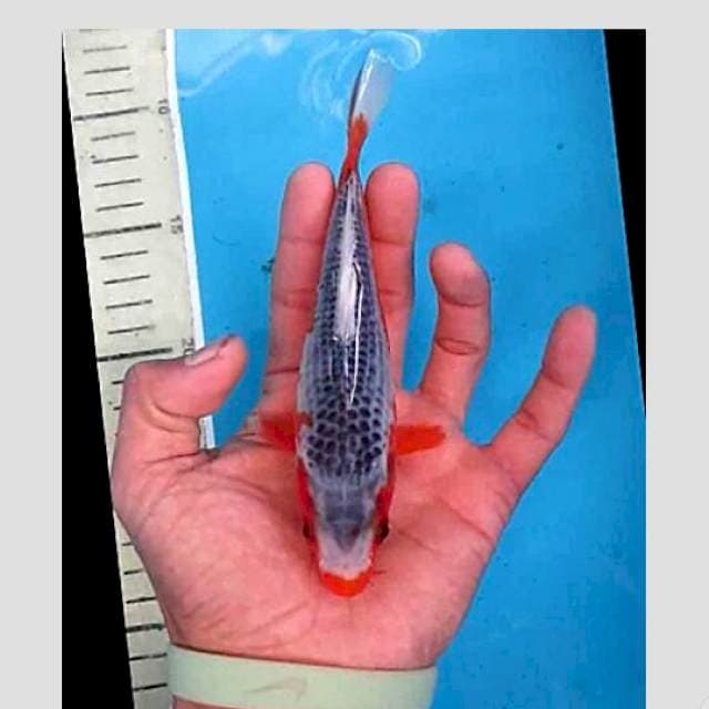 asagi punuk 20bu superrr