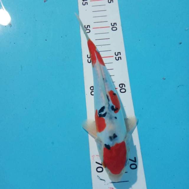 Sanke 22cm
