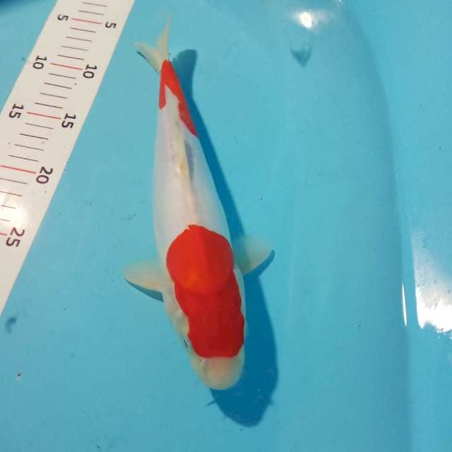 Kohaku doit 27cm