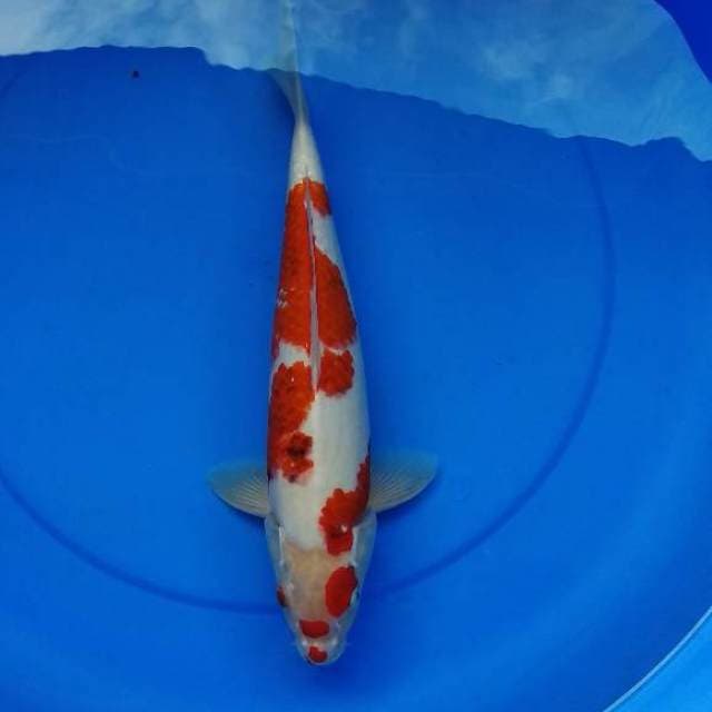 Jumbo Ai Goromo Ciamik