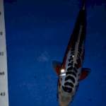 Shusui 27 cm