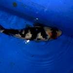Tancho showa 35cm