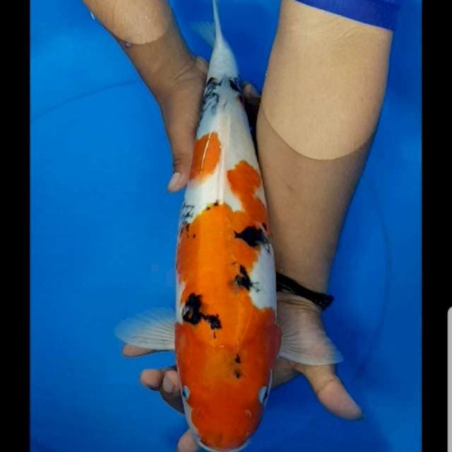 Showa 44 cm