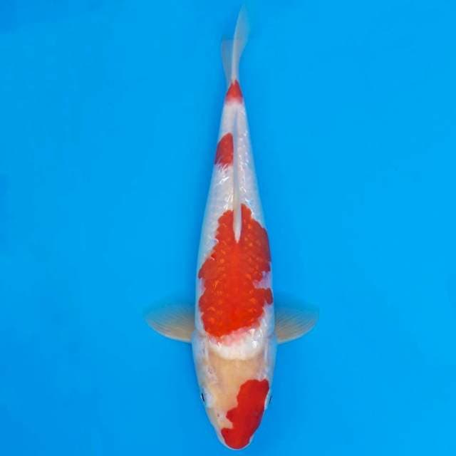 Ginrin kohaku 30cm