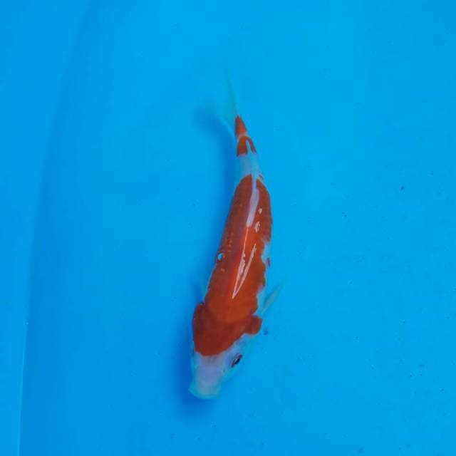 Kohaku 22 cm