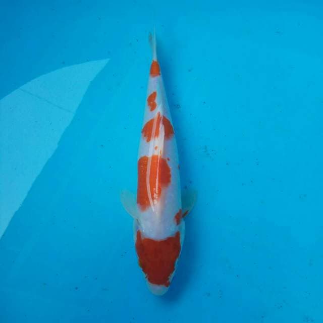 Kohaku 5 step 23 cm