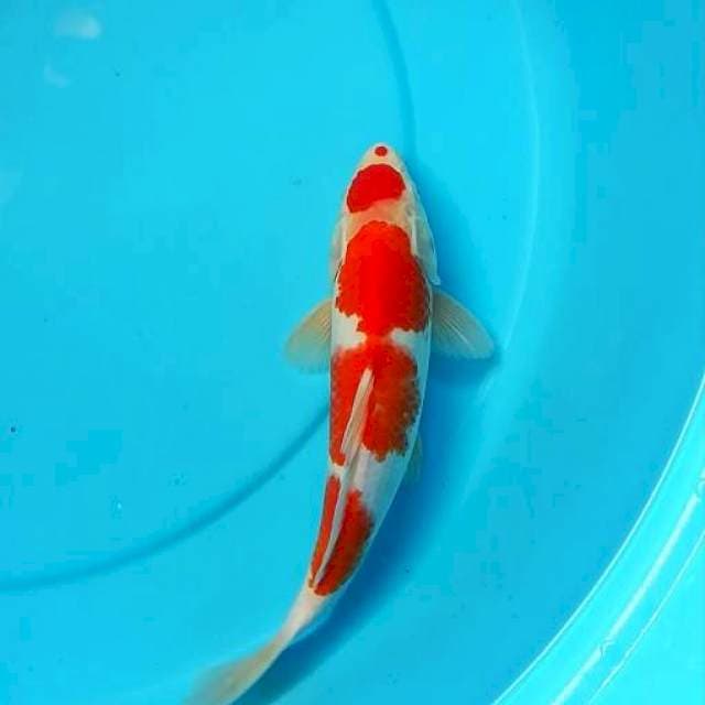 Genkoi 005 ~ Kohaku