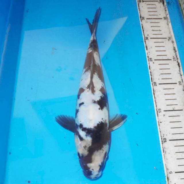 32cm DOITSU SHIRO HQ