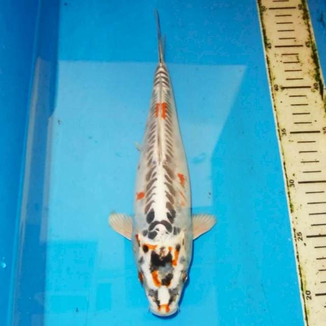 30cm FISH antik