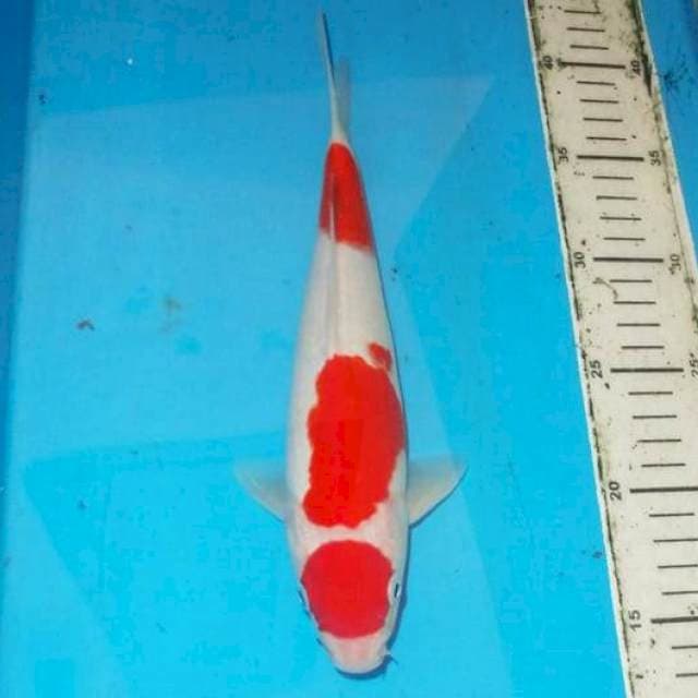 28cm KOHAKU step three